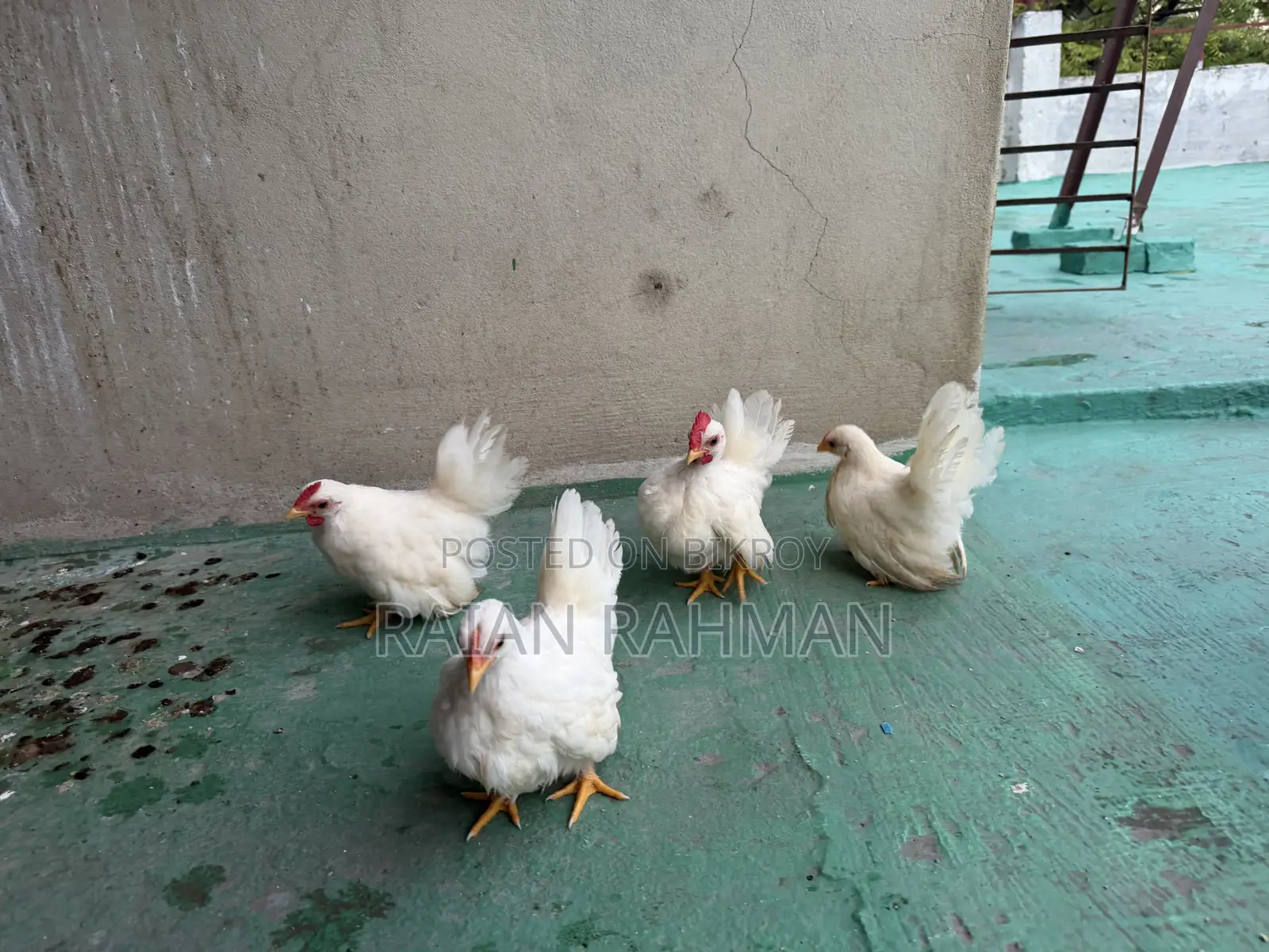 Japanese Bantam
