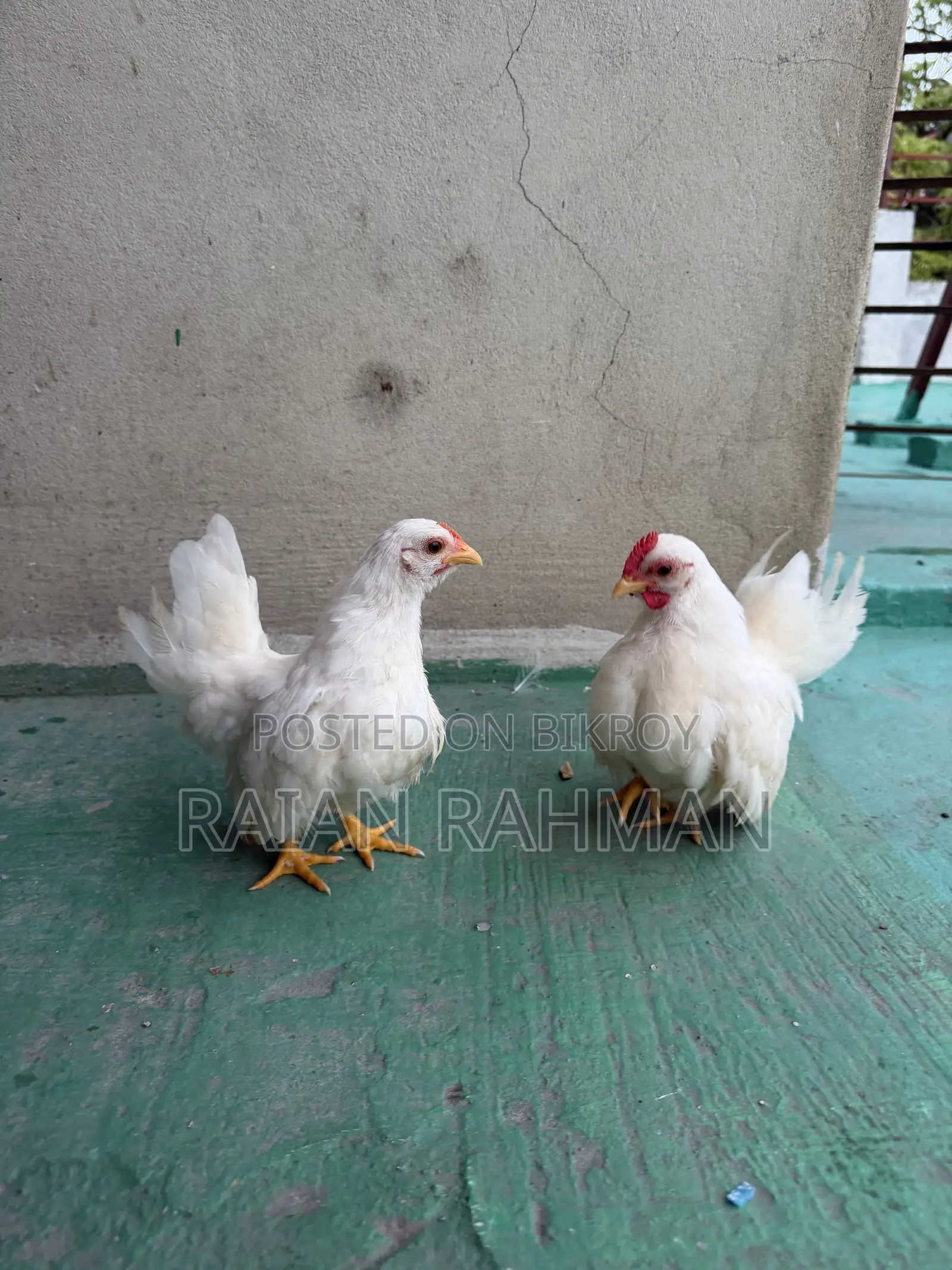 Japanese Bantam