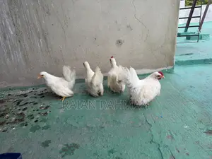 Japanese Bantam