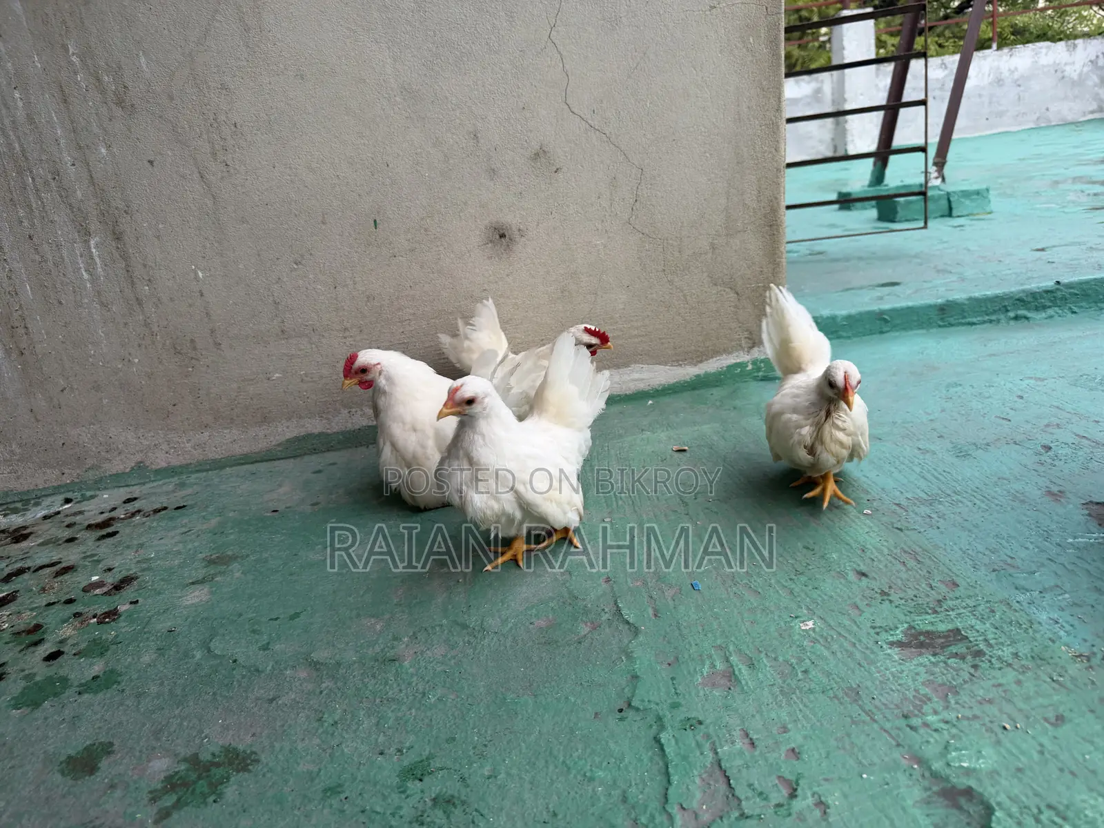 Japanese Bantam