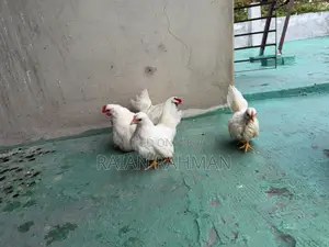 Japanese Bantam