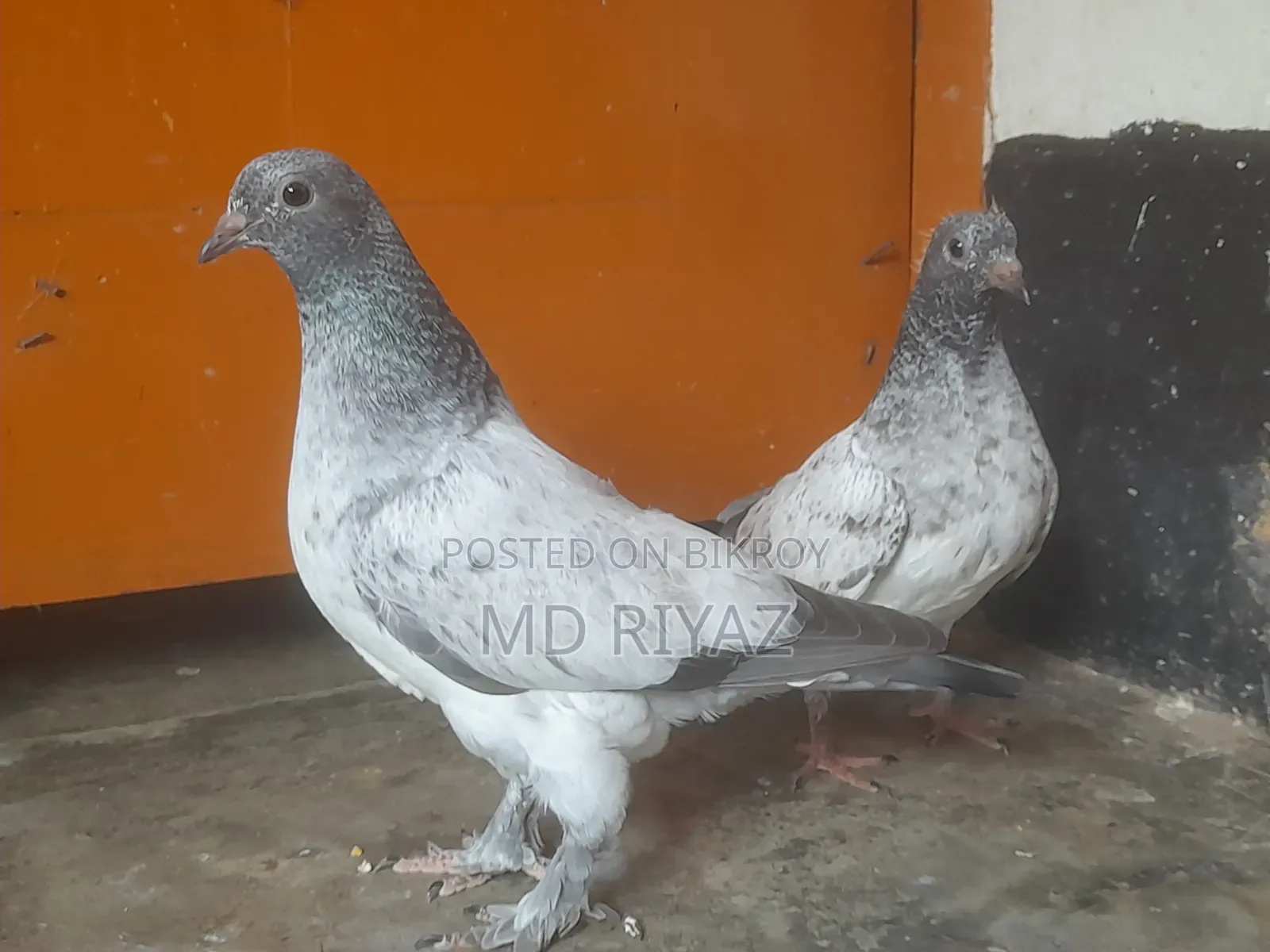 Giribaj Pigeon