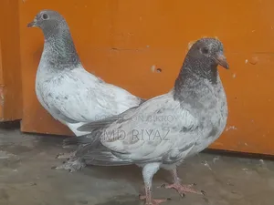Giribaj Pigeon