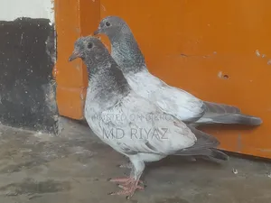 Giribaj Pigeon