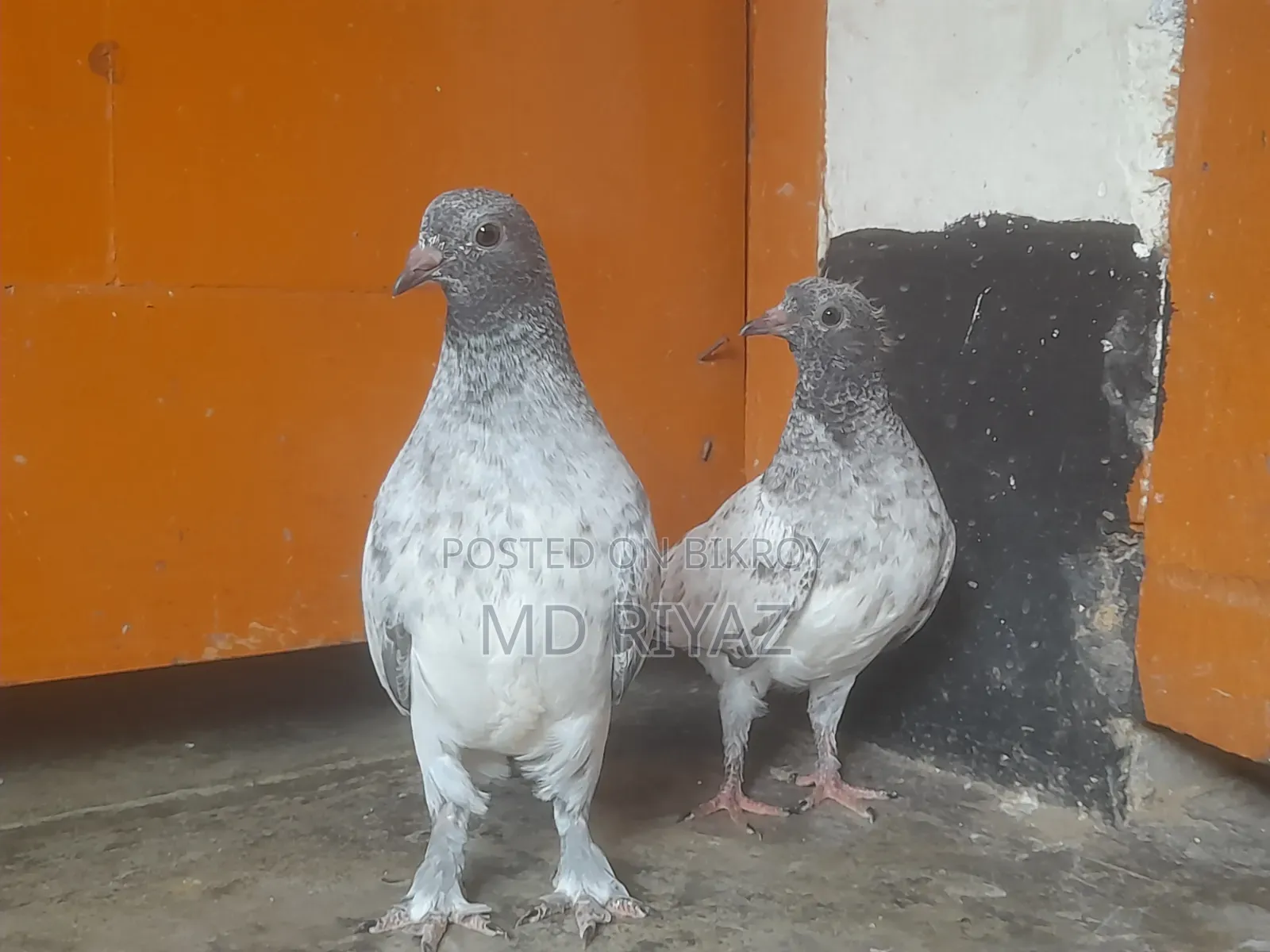 Giribaj Pigeon