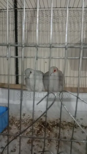 A pair of new adult Diamond Doves.