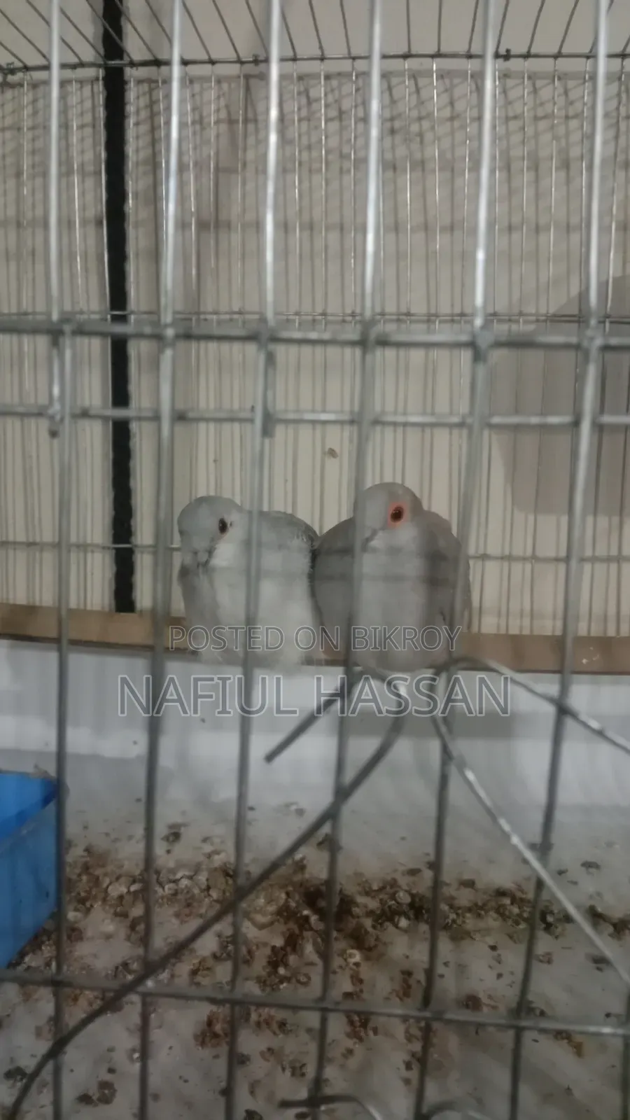 A pair of new adult Diamond Doves.