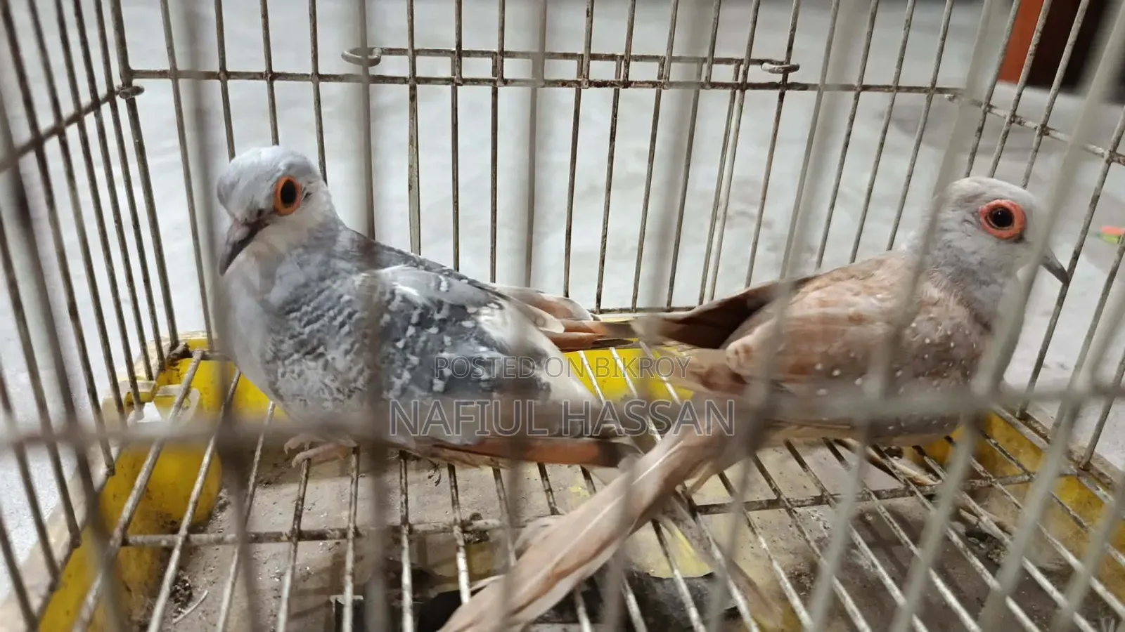 A pair of new adult Diamond Doves.