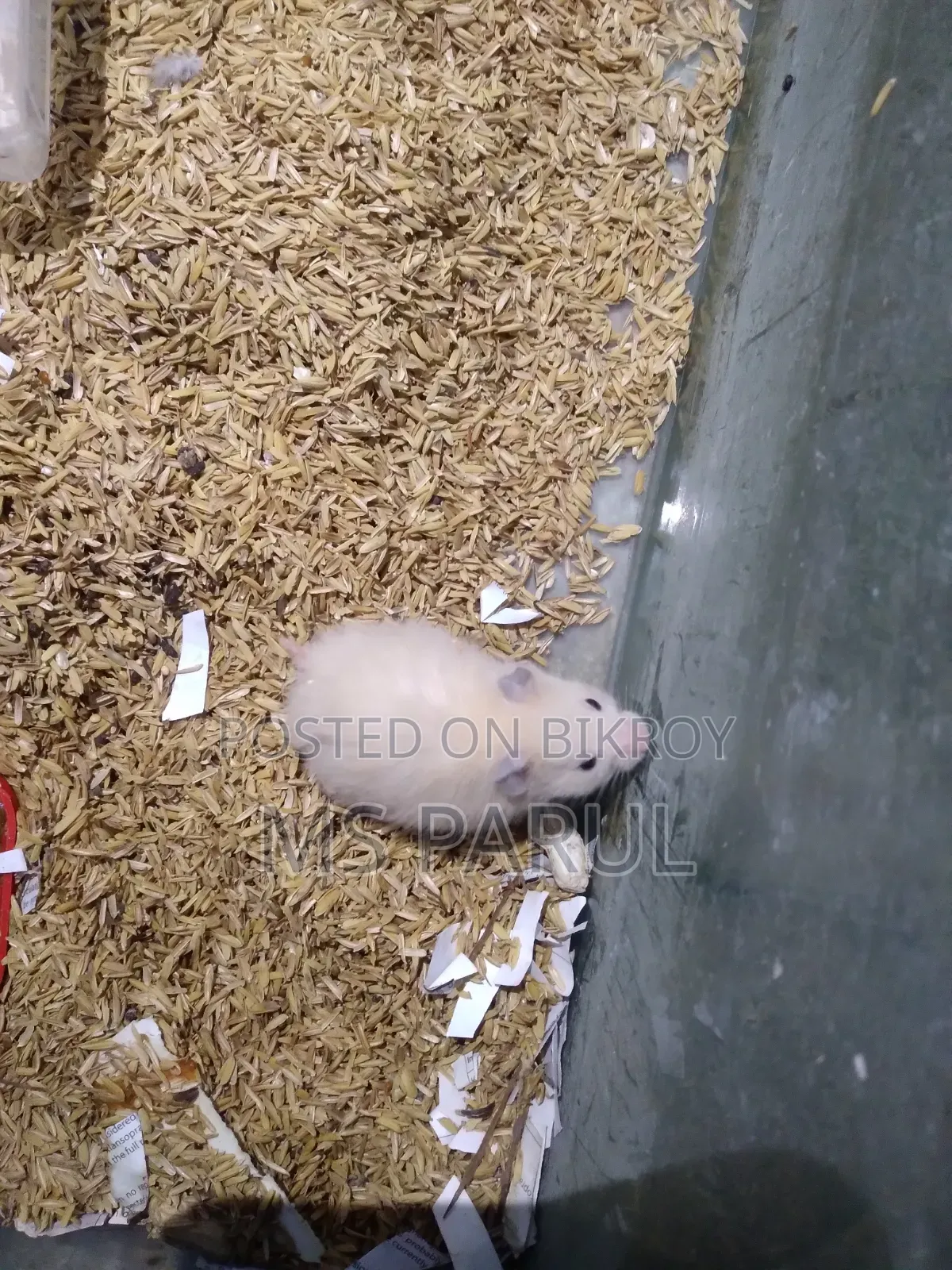 Hamster