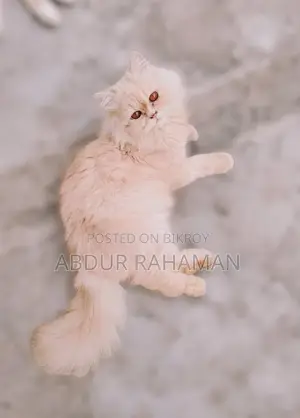 ৬-১২ মাস বয়সী পুরুষ খাঁটি পার্সিয়ান
