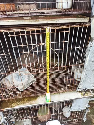 Pigeon Cage