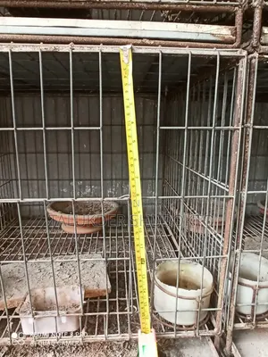 Pigeon Cage