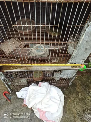 Pigeon Cage