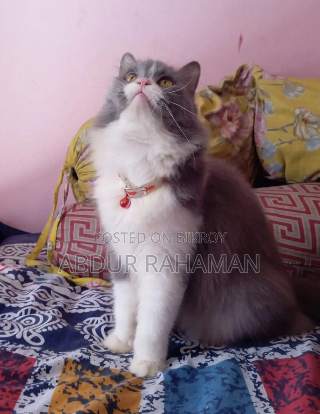১+ বছরের ফিমেল পিওরব্রেড পার্সিয়ান