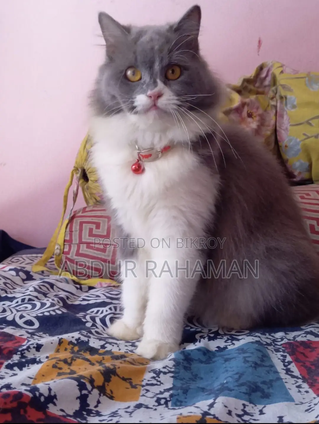 ১+ বছরের ফিমেল পিওরব্রেড পার্সিয়ান