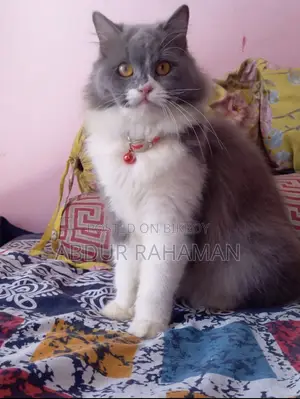 ১+ বছরের ফিমেল পিওরব্রেড পার্সিয়ান