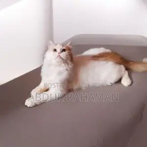১+ বছরের মেল পিওরব্রেড পার্সিয়ান