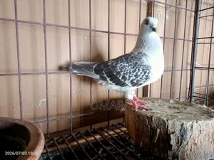 Damascene and German Shield Pigeons