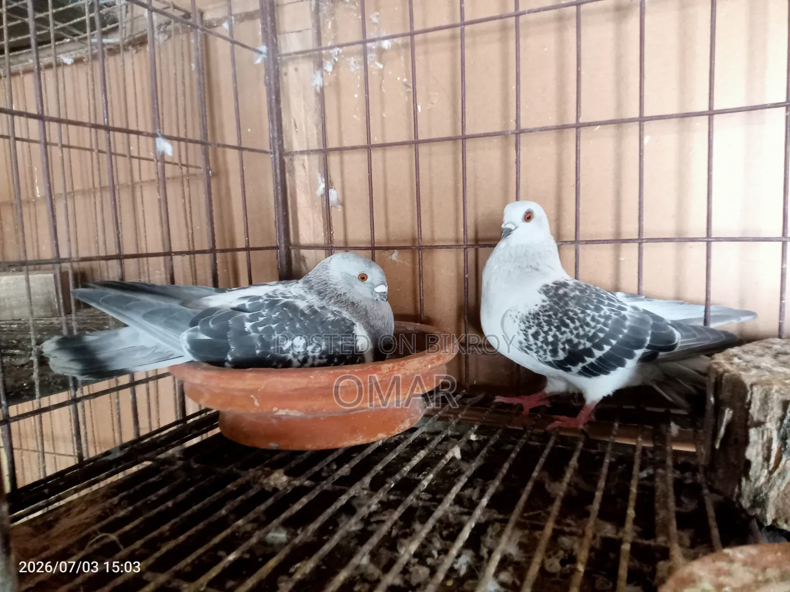 Damascene and German Shield Pigeons
