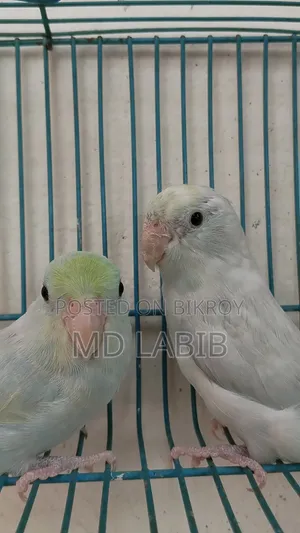 এএম টিকিউ ফরপাস জোড়া