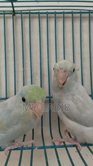 এএম টিকিউ ফরপাস জোড়া