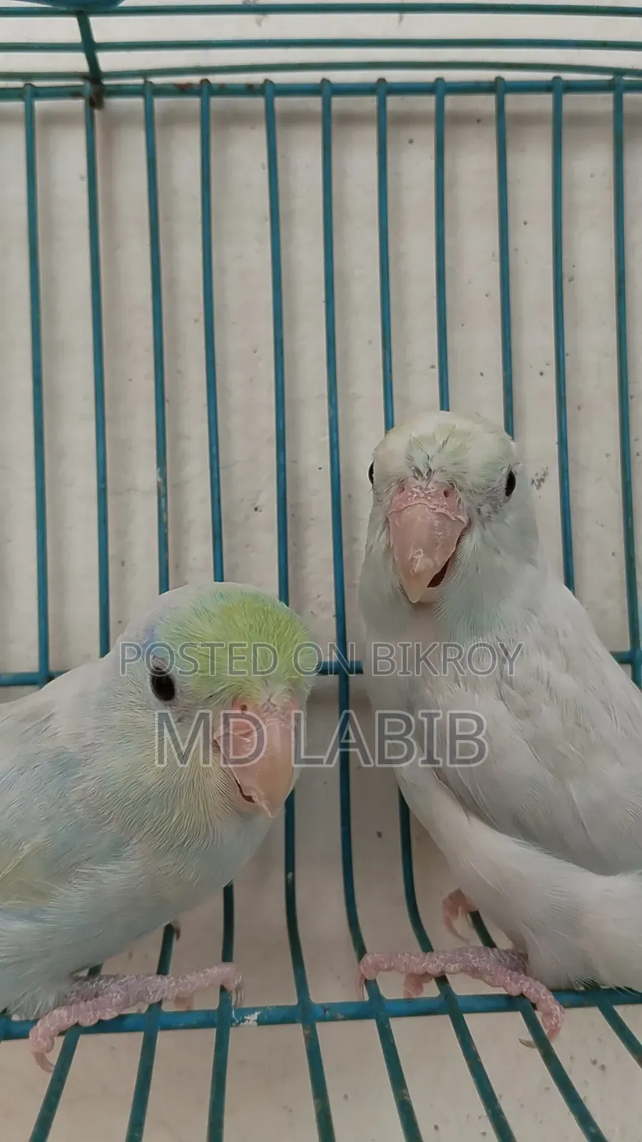 এএম টিকিউ ফরপাস জোড়া