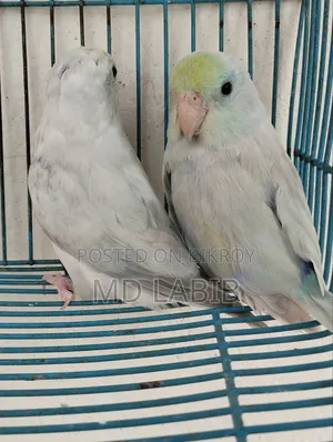এএম টিকিউ ফরপাস জোড়া