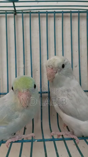 এএম টিকিউ ফরপাস জোড়া