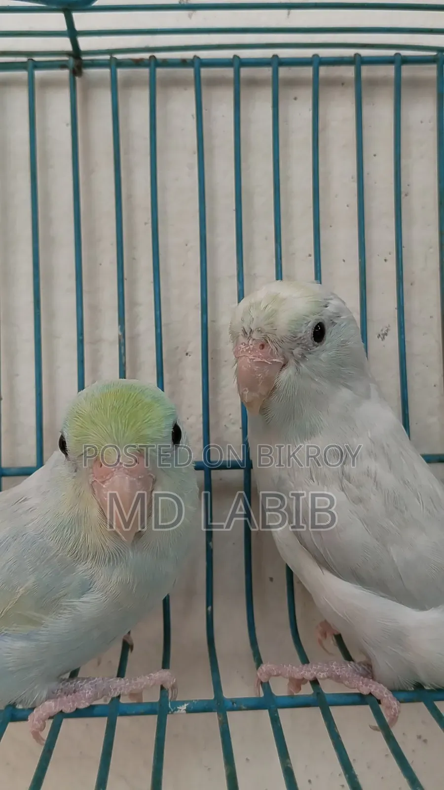 এএম টিকিউ ফরপাস জোড়া