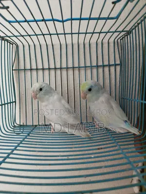 এএম টিকিউ ফরপাস জোড়া