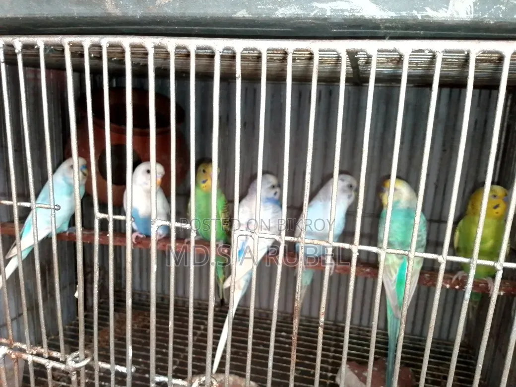 বাজিগার পাখি বিক্রি করা হবে