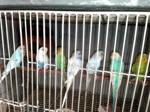 বাজিগার পাখি বিক্রি করা হবে