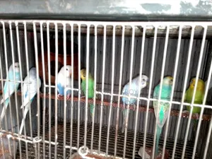 বাজিগার পাখি বিক্রি করা হবে