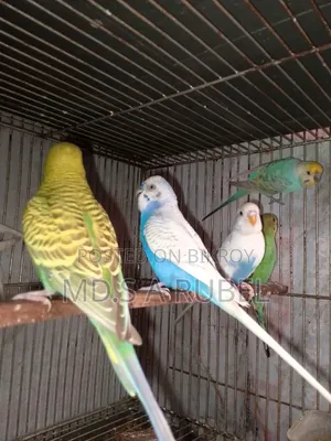 বাজিগার পাখি বিক্রি করা হবে