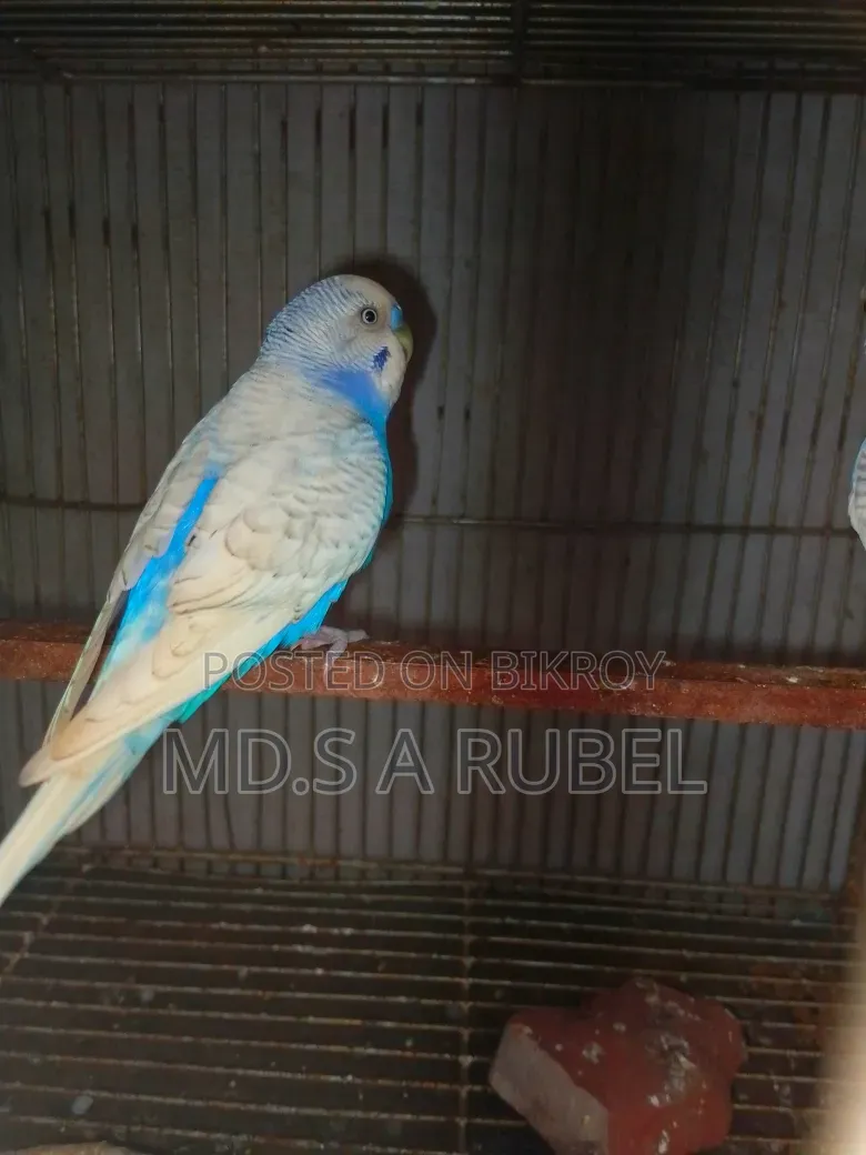 বাজিগার পাখি বিক্রি করা হবে