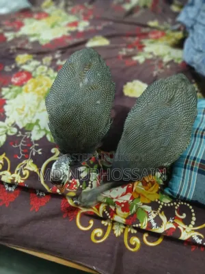 China Murgi