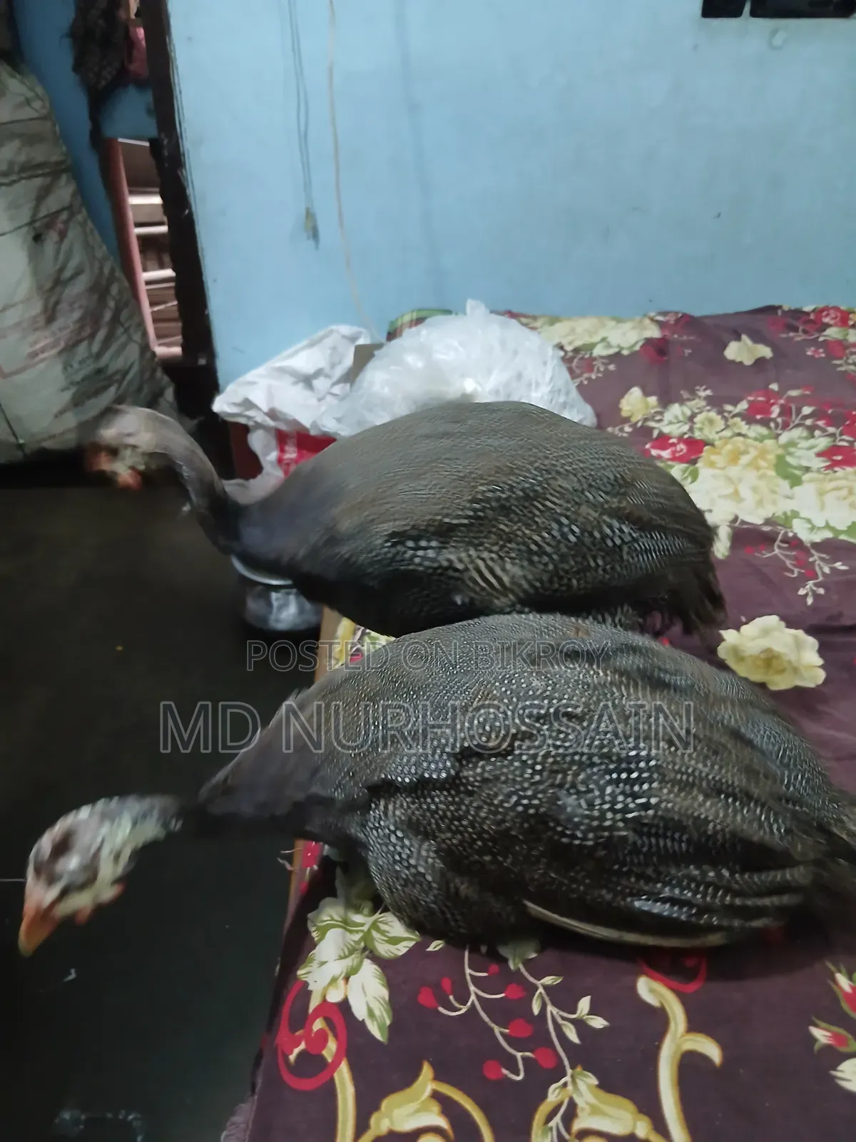China Murgi