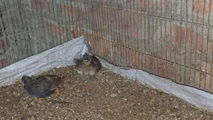 King Quail