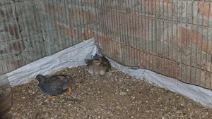 King Quail