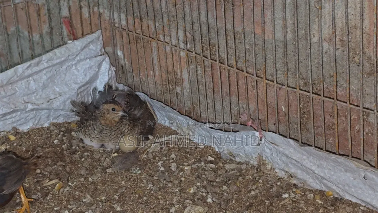 King Quail