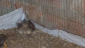 King Quail
