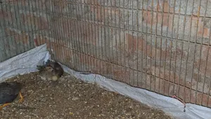 King Quail