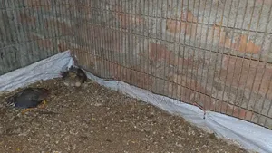 King Quail