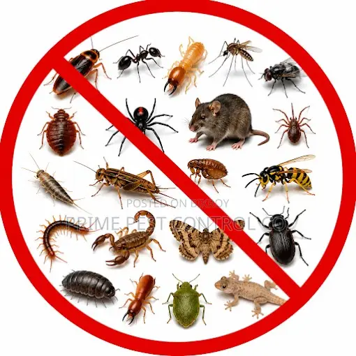 Professional Pest Control Services