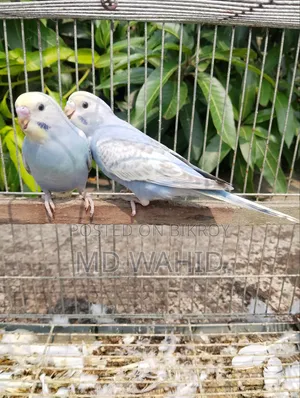 রেনবো বাজরিগার