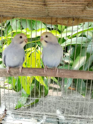 রেনবো বাজরিগার