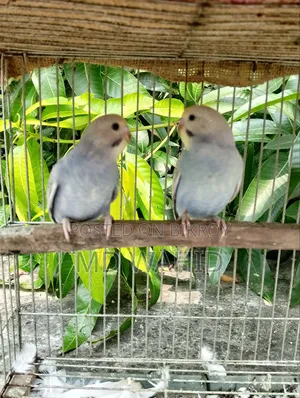 রেনবো বাজরিগার