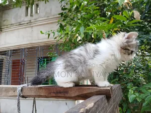 ১-৩ মাসের মেল পিউরব্রেড পার্সিয়ান