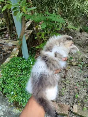 ১-৩ মাসের মেল পিউরব্রেড পার্সিয়ান