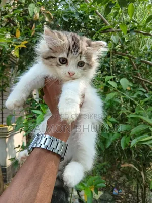 ১-৩ মাসের মেল পিউরব্রেড পার্সিয়ান
